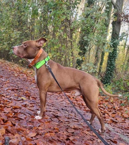 TATUM est un chouette chien