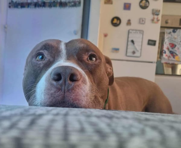 TATUM est un chouette chien