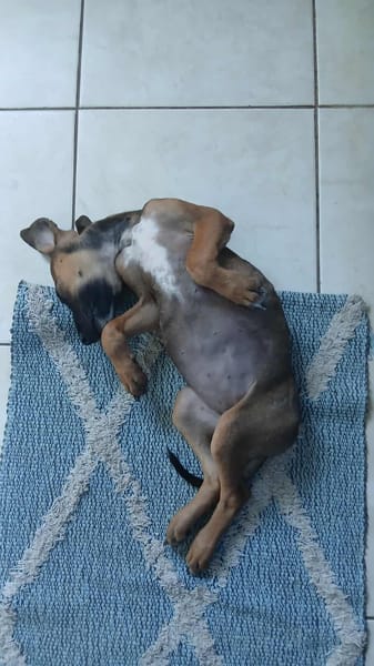 TANINA la malicieuse