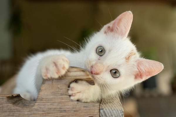 Bowie, mâle X européen né le 22/09/2025