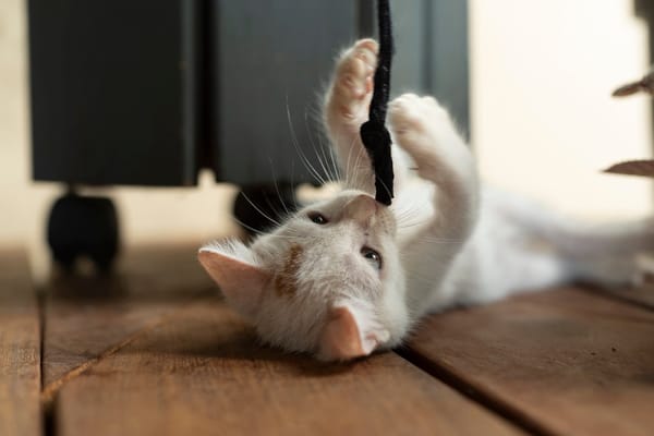 Bowie, mâle X européen né le 22/09/2025