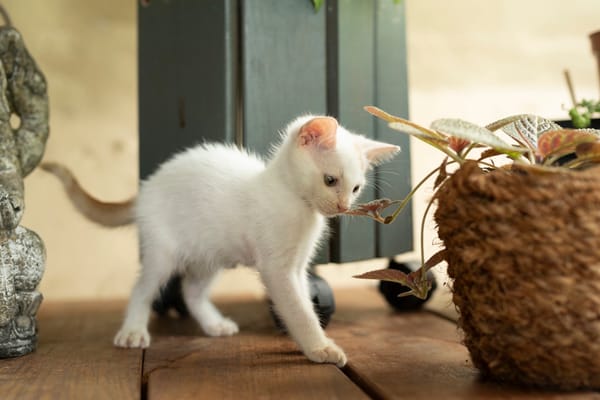 Bowie, mâle X européen né le 22/09/2025