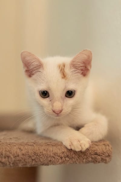 Bowie, mâle X européen né le 22/09/2025