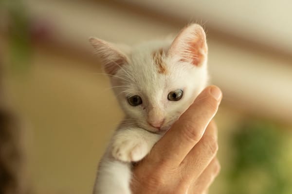 Bowie, mâle X européen né le 22/09/2025