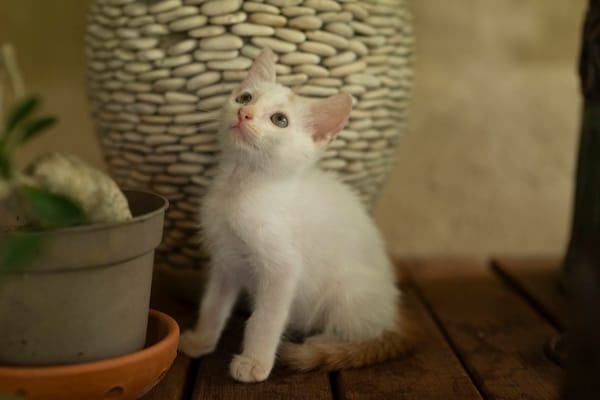 Bowie, mâle X européen né le 22/09/2025