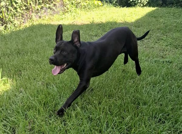 Tito, mâle croisé berger, né le 10/02/2022 🐶