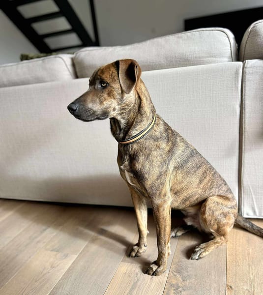 Ruben, mâle croisé berger, né le 04/10/2024 🐶