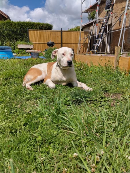 Romy, femelle, X Berger, née le 02/10/2022