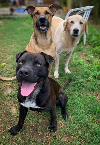 Nounours, mâle croisé Cane Corso, né le 15/05/2025 🐶