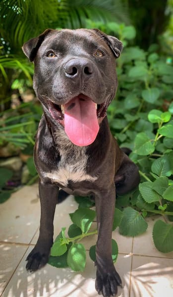 Nounours, mâle croisé Cane Corso, né le 15/05/2025 🐶