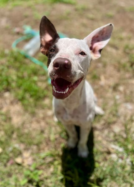 Neo, mâle croisé berger, né le 01/01/2025 🐶