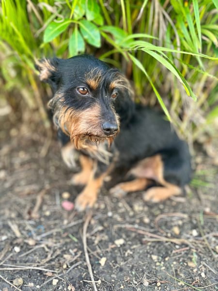 Mogwai, mâle X yorkshire terrier né le 10/10/2023🐶