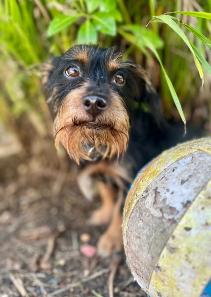 Mogwai, mâle X yorkshire terrier né le 10/10/2023🐶