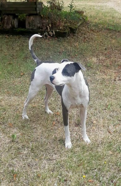 Marley, mâle croisé berger, né le 22/05/2021 🐶