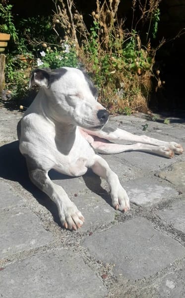 Marley, mâle croisé berger, né le 22/05/2021 🐶