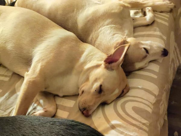 Gribouille, femelle croisée berger, née le 25/10/2024