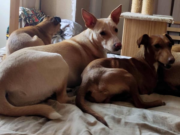 Gribouille, femelle croisée berger, née le 25/10/2024