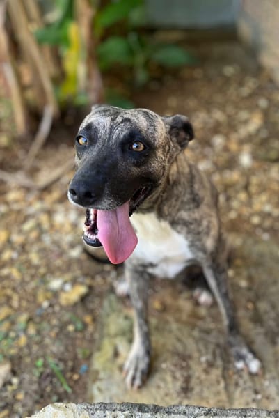 Donna, femelle, croisée berger, née le 10/09/2023