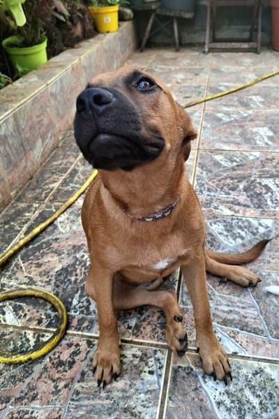 Ava, femelle, croisée berger, née le 25/04/2025