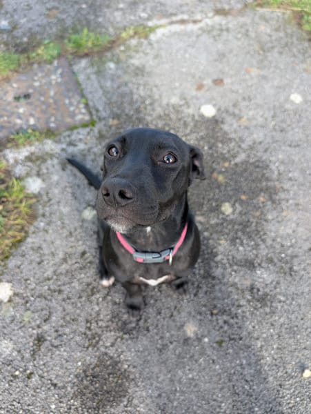 Rose, femelle croisée créole, née le 25/06/2025 🐶