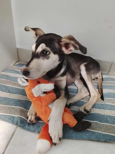 Orla, femelle X berger née le 01/08/2025