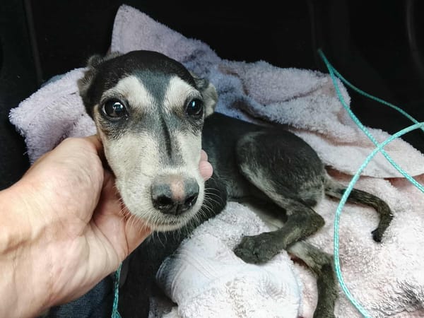 Orla, femelle X berger née le 01/08/2025