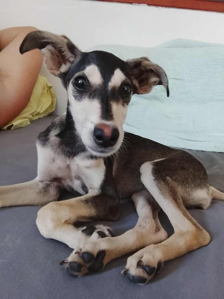 Orla, femelle X berger née le 01/08/2025