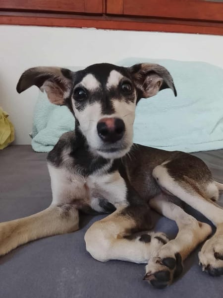 Orla, femelle X berger née le 01/08/2025