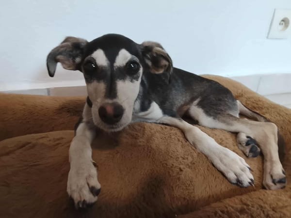 Orla, femelle X berger née le 01/08/2025