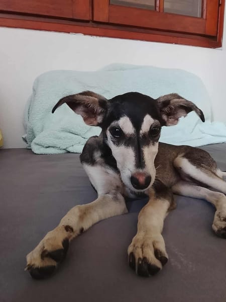 Orla, femelle X berger née le 01/08/2025