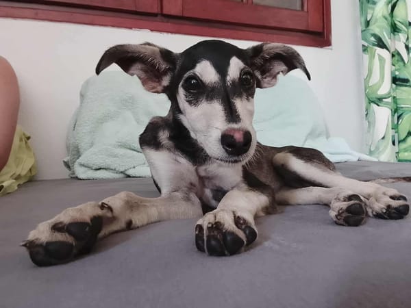 Orla, femelle X berger née le 01/08/2025