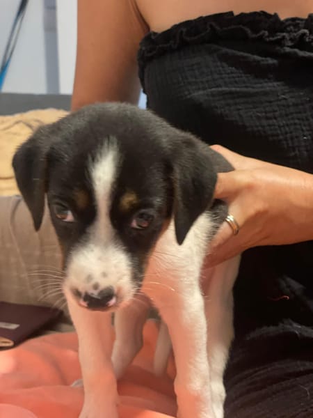 Only, femelle Xborder collie née le 09/10/2025