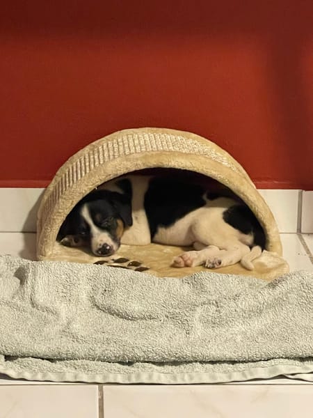 Only, femelle Xborder collie née le 09/10/2025