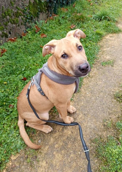 Néwis, mâle croisé berger, né le 15/06/2025 🐶