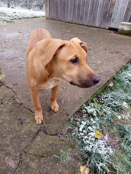 Néwis, mâle croisé berger, né le 15/06/2025 🐶