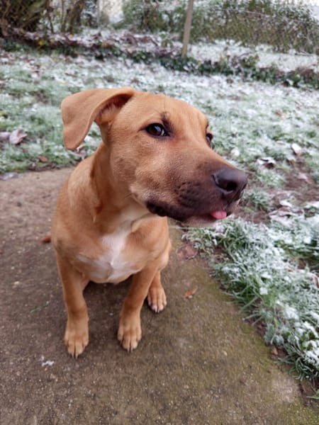 Néwis, mâle croisé berger, né le 15/06/2025 🐶