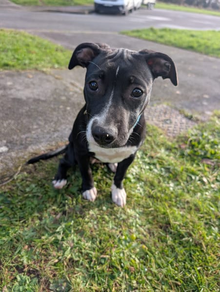 Iris, femelle croisée créole, née le 25/06/2025 🐶