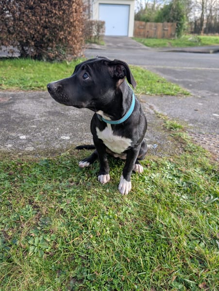 Iris, femelle croisée créole, née le 25/06/2025 🐶