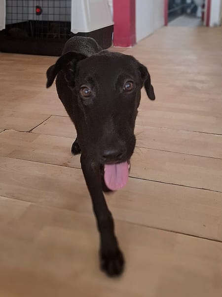 Dusty, mâle croisé berger, né le 15/06/2025 🐶