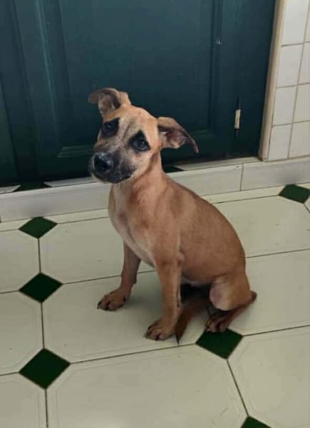 Anuka, femelle berger, née le 15/06/2025 🐶