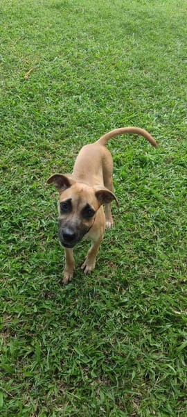 Anuka, femelle berger, née le 15/06/2025 🐶