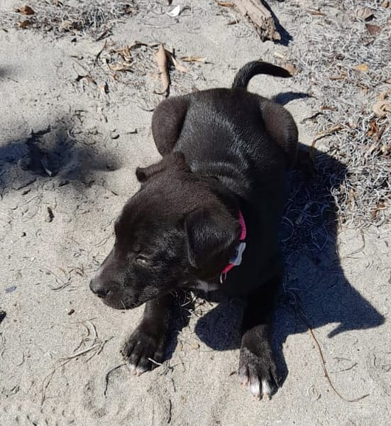 MOLLY, chiot femelle Berger Créole