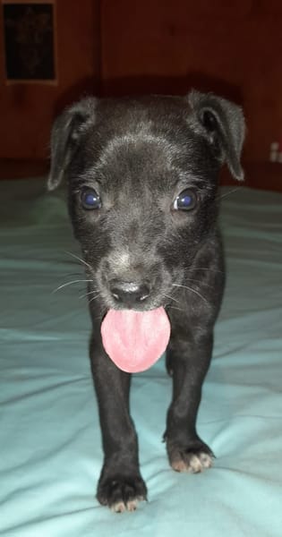 MOLLY, chiot femelle Berger Créole