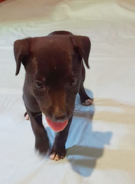 MOLLY, chiot femelle Berger Créole