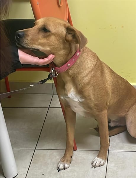 CHOUPY, Mâle berger créole junior