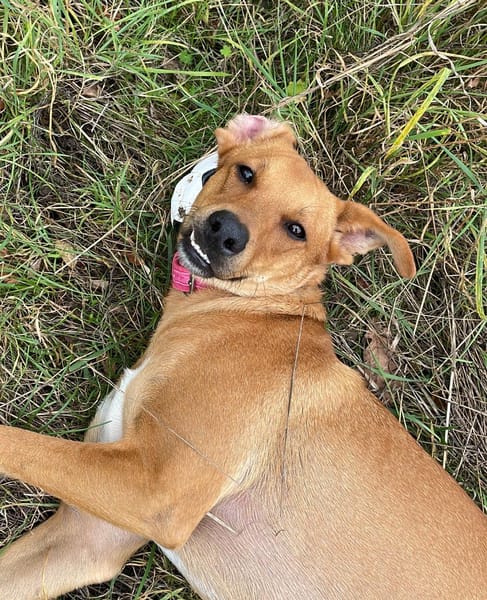 CHOUPY, Mâle berger créole junior