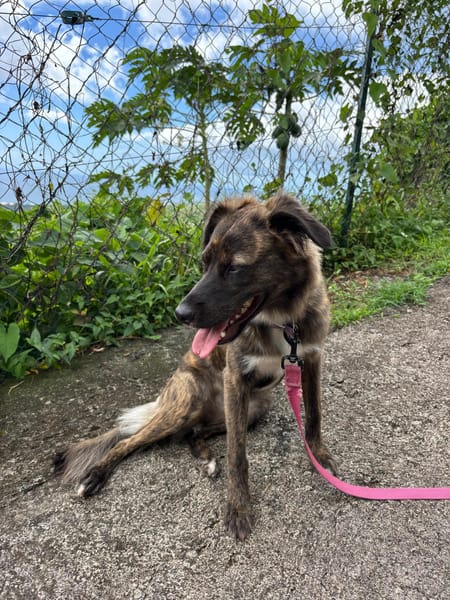 KIRA, Femelle junior Berger Créole