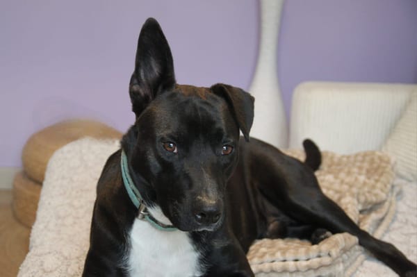 TILOUP Croisé Labrador