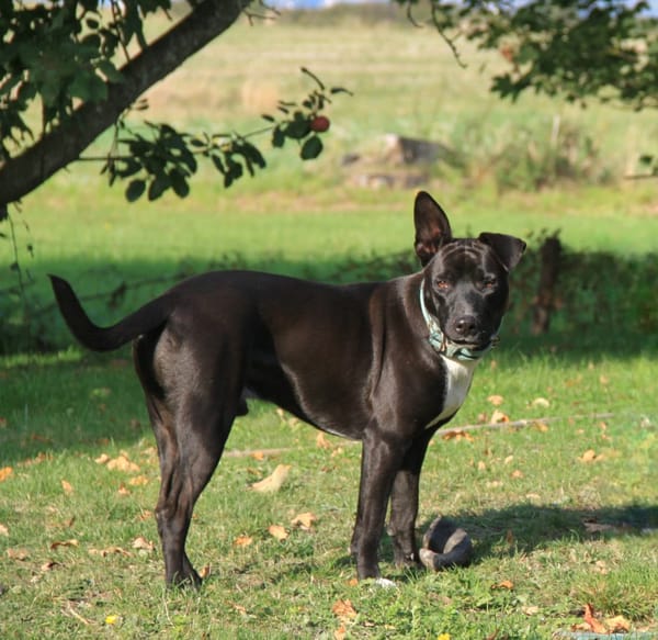 TILOUP Croisé Labrador