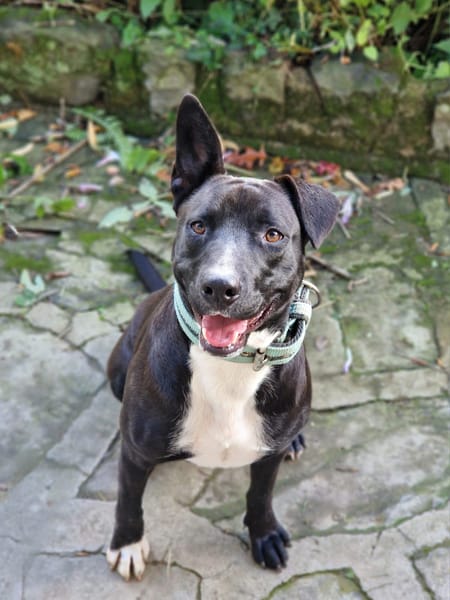 TILOUP Croisé Labrador